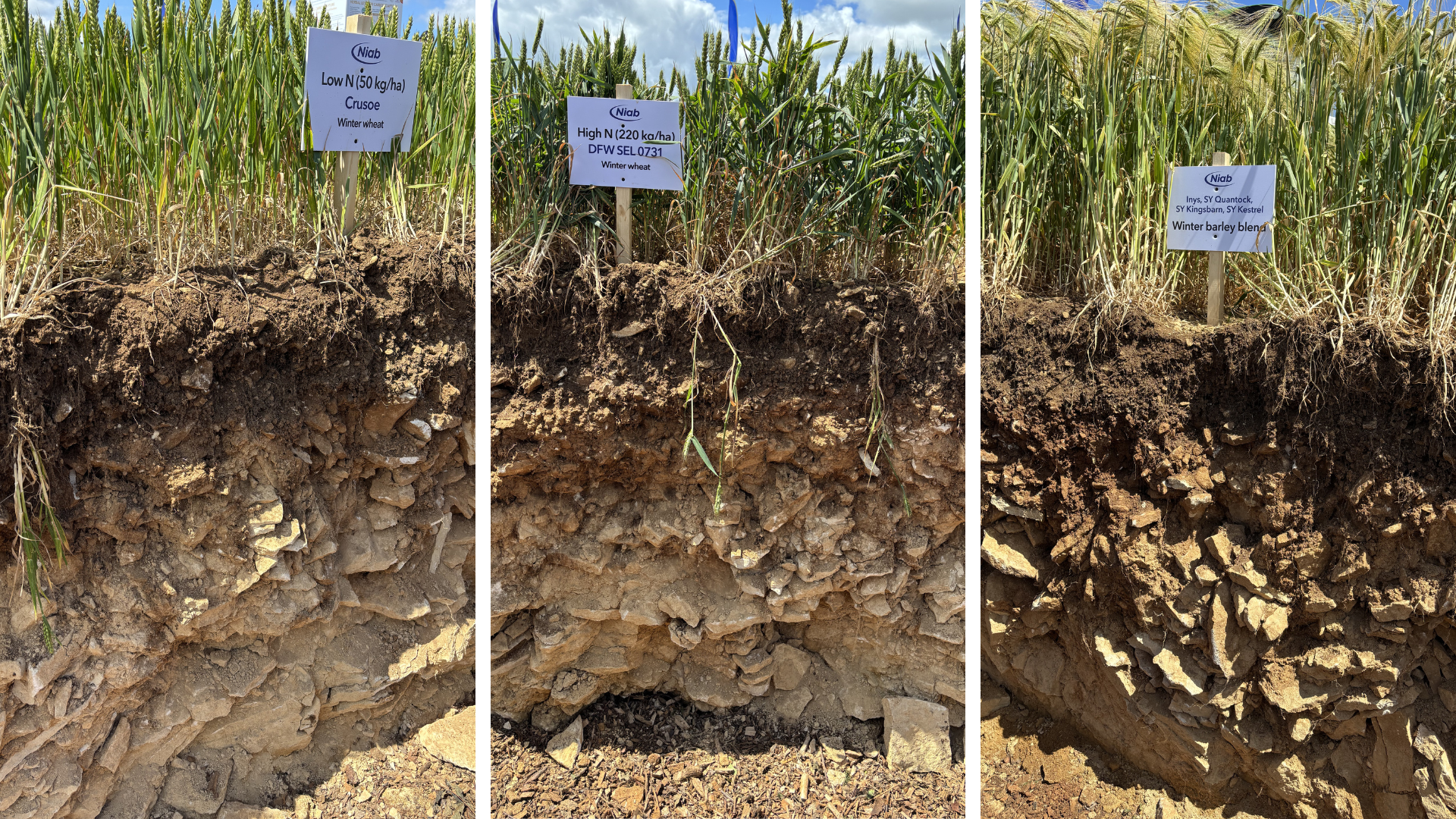 Three images of the Niab soil hole showing the root structure of low-nitrogen winter wheat, high-nitrogen winter wheat and winter barley