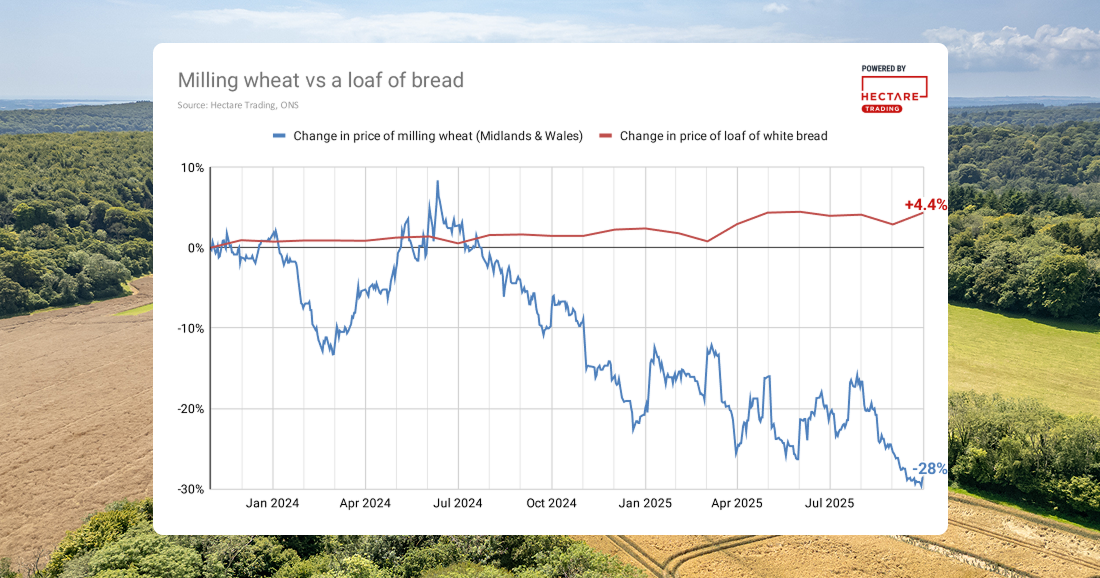 A line chart comparing changes in the price of milling wheat to changes in the price of a loaf of white bread since November 2023