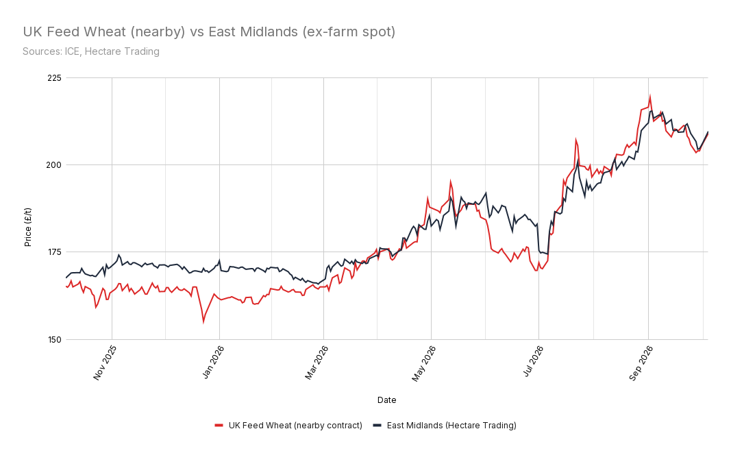 A line chart comparing the price of UK Feed Wheat (the nearby contract) with Hectare Trading's ex-farm spot price for the East Midlands, for the year since October 2025