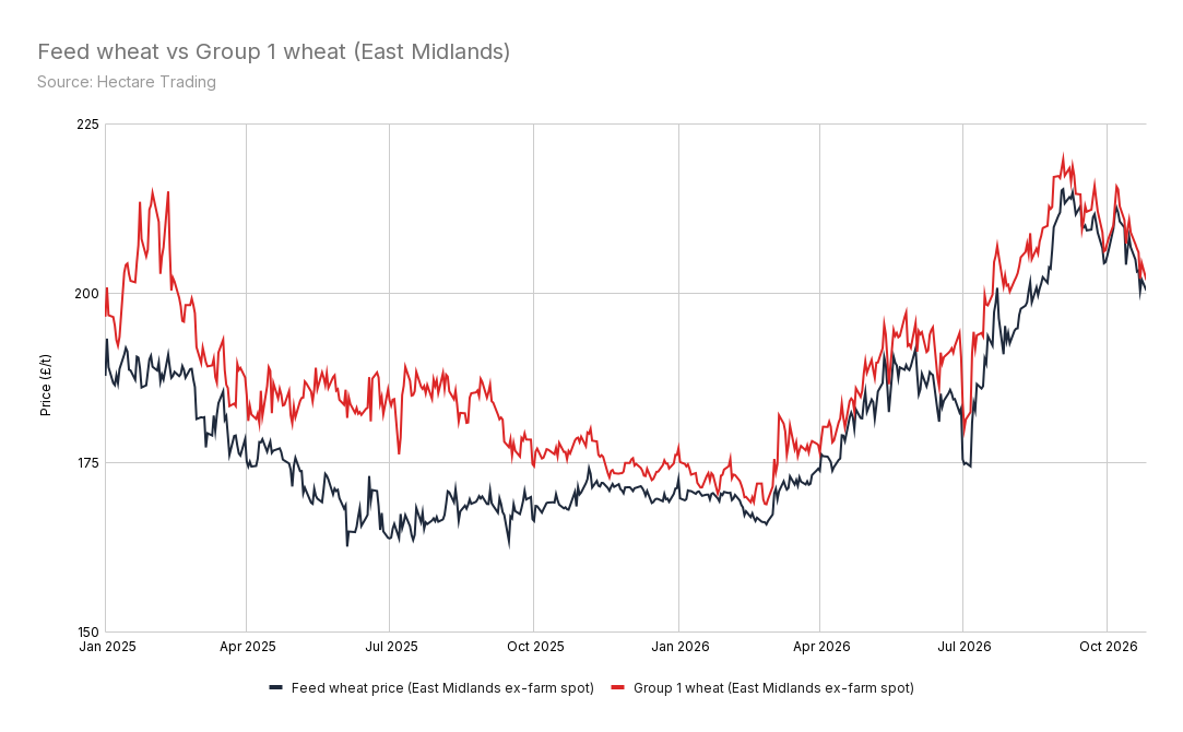 A line chart comparing the price of feed wheat and Group 1 wheat in the East Midlands since the start of 2025
