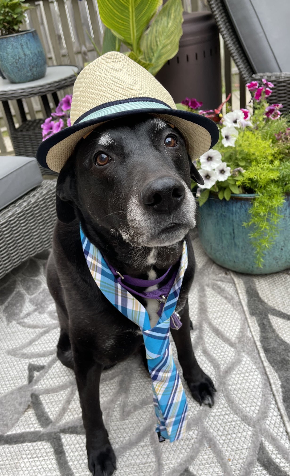 A black dog wearing a blue and yellow plaid bandana and a straw hat with a black band, sitting outdoors on a patio surrounded by potted plants and flowers.