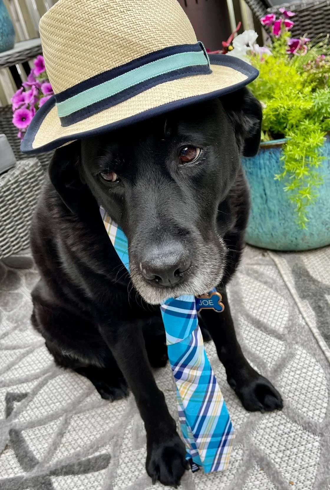 A black dog wearing a tan straw hat with a blue and green band, a blue and green plaid tie with a dog tag labeled 'Joe', sitting on a patterned outdoor rug, with potted plants and pink flowers in the background.