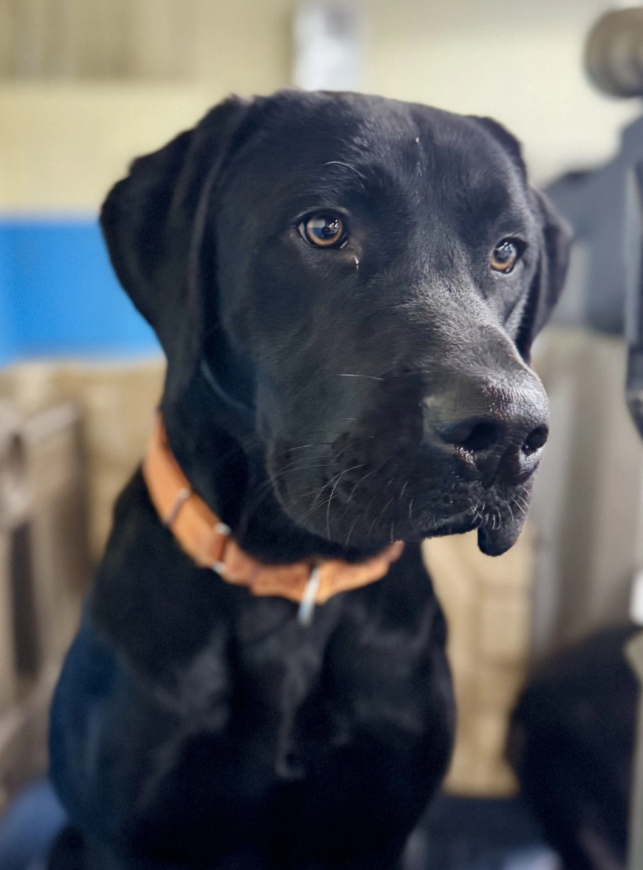 Close-up of a black Labrador Retriever puppy with brown eyes, wearing an orange collar, indoors.