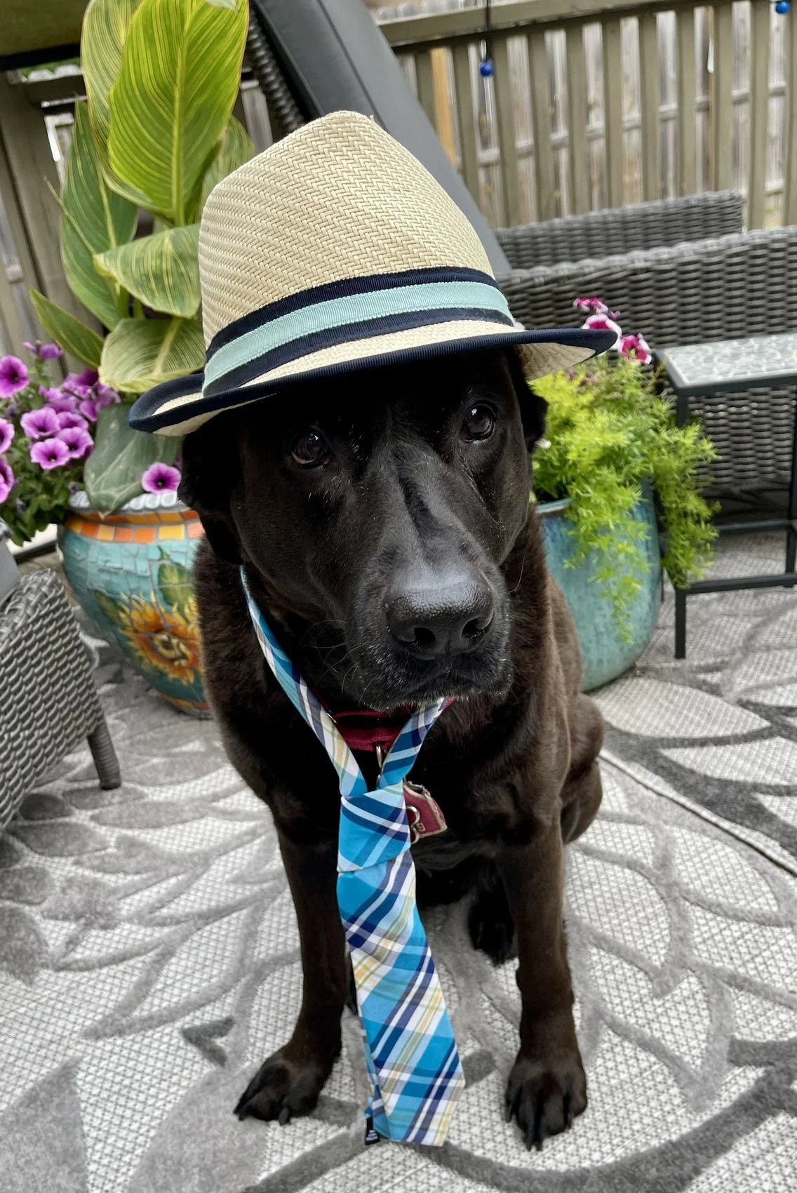 A black dog wearing a beige straw fedora hat with a blue and black band, a plaid blue and yellow tie, and a red collar, sitting on an outdoor patio with potted plants and a wicker chair in the background.