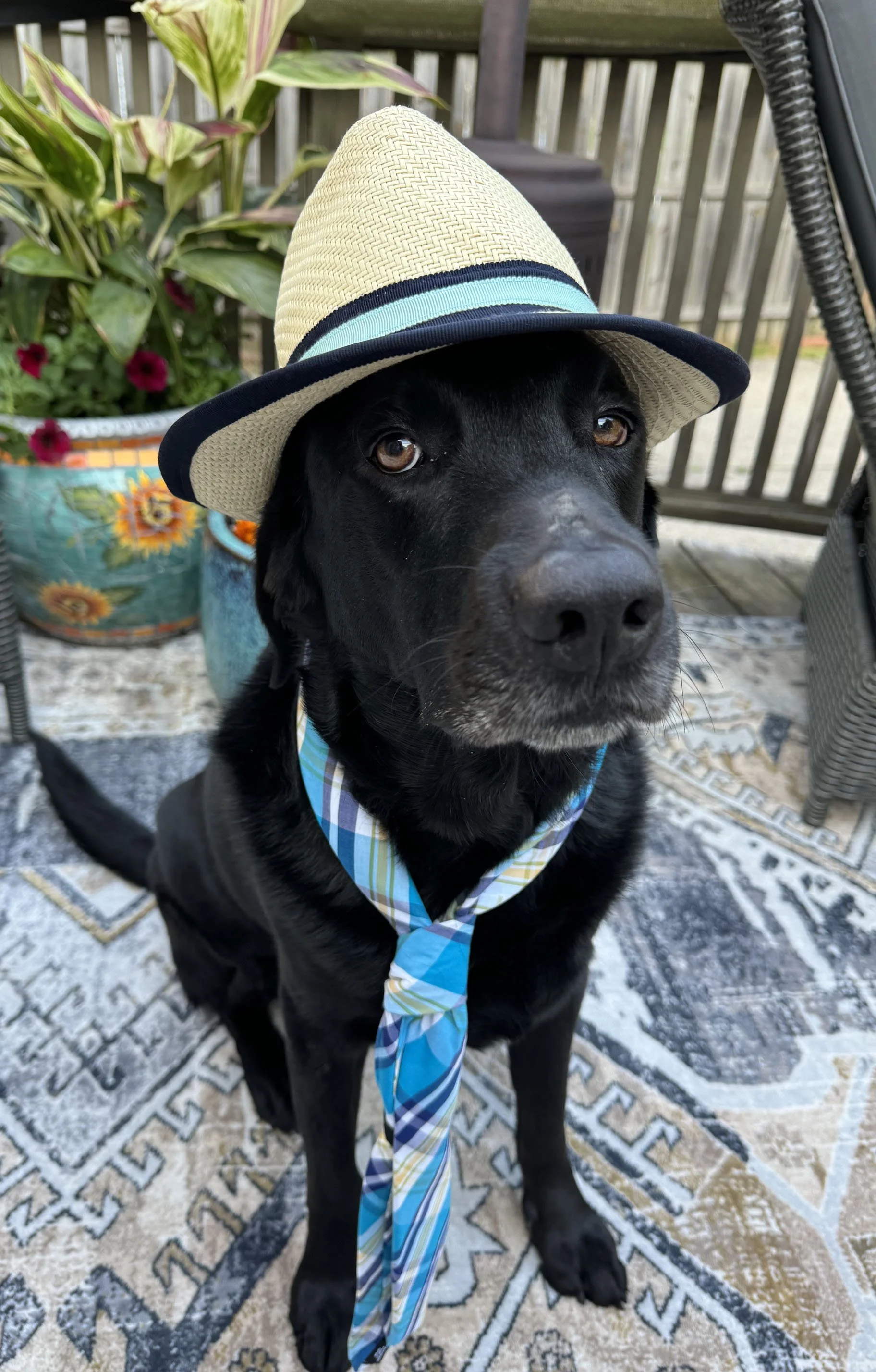 Black dog wearing a straw hat with blue and black ribbon, and a blue plaid bandana, sitting on a patterned outdoor rug surrounded by potted plants and wooden deck fencing.