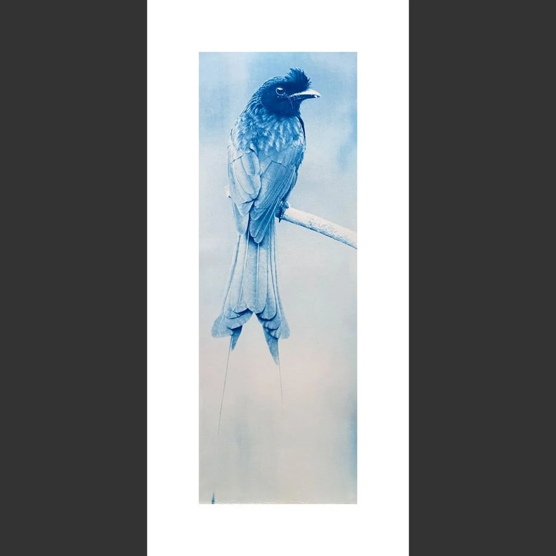 The Drongo  Jacqui Penrose web.jpg