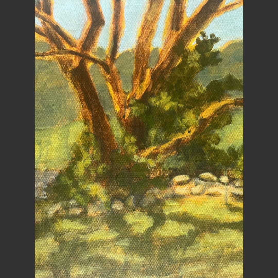 SarahRobinson_KangarooValleyTree_Photo2 - Sarah R.jpg