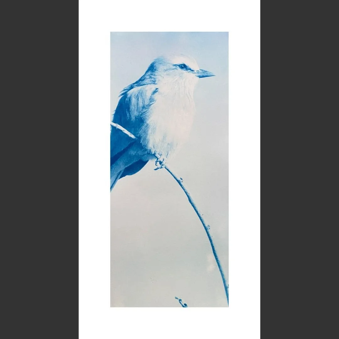 Sitting Pretty  Jacqui Penrose web.jpg