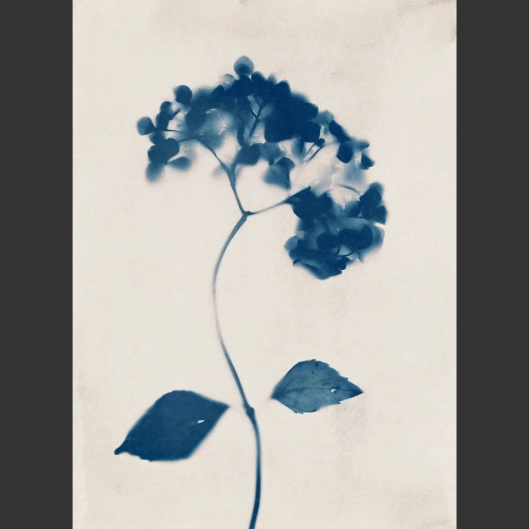 Quietly Revealed  Liz Kelleher web.jpg
