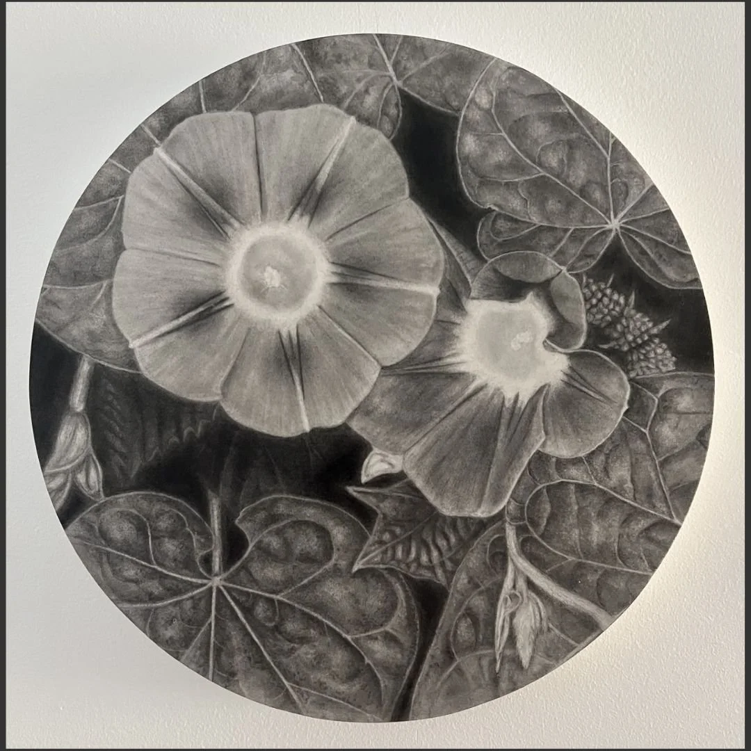 Mourning Glory  Heather  Wilkins web.jpg