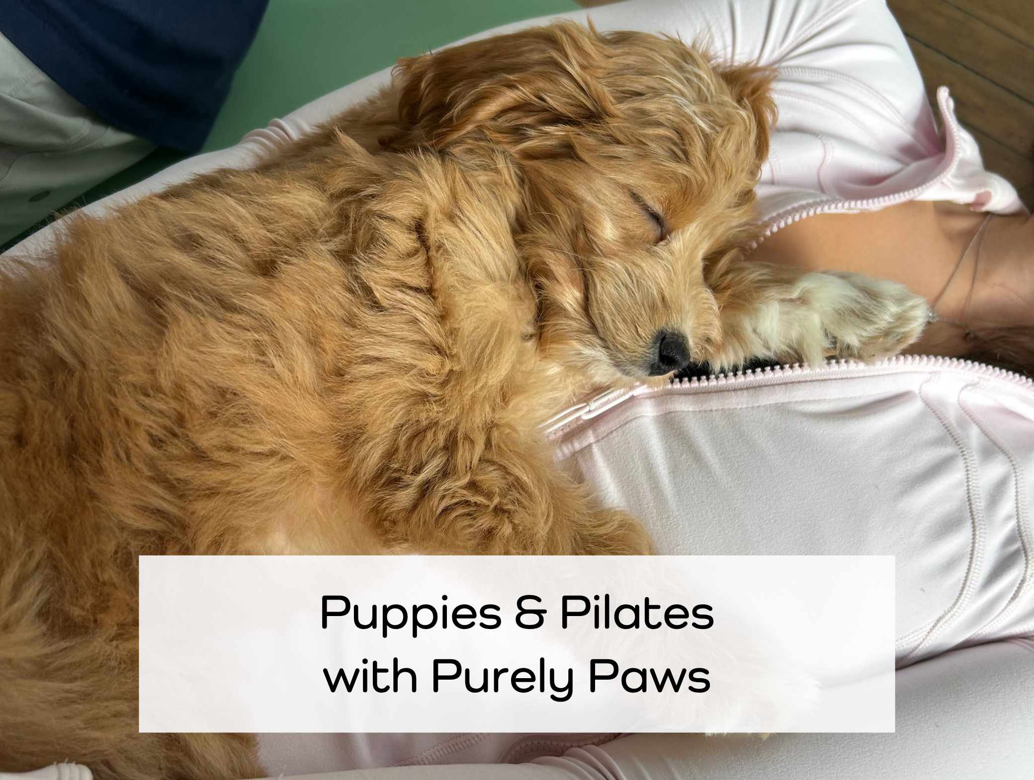 Puppies and Pilates