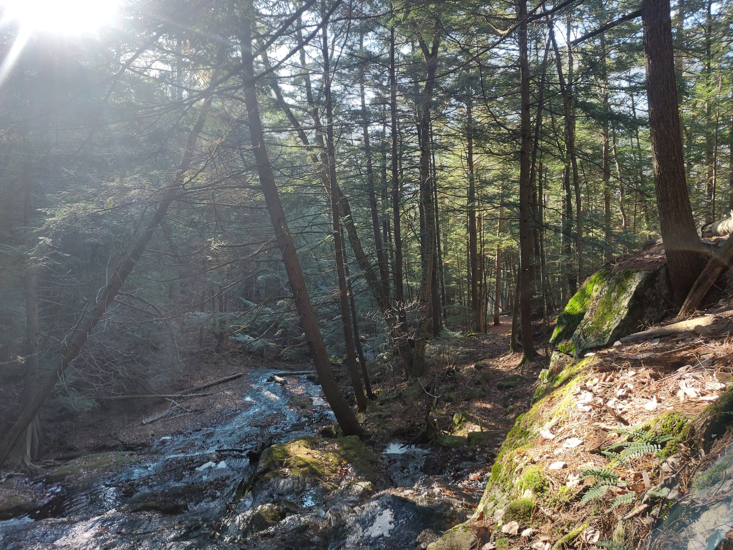 Sunlight filtering through trees beside a rocky forest stream