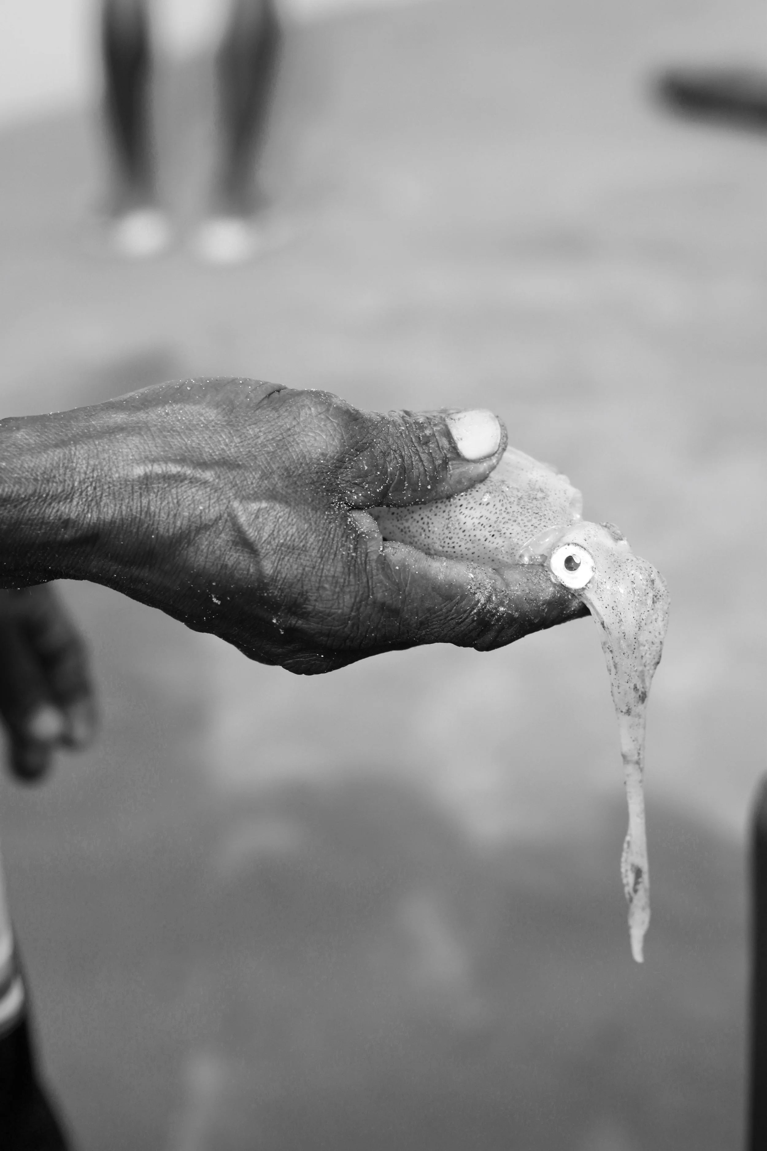 The Squid, Colombia.jpg