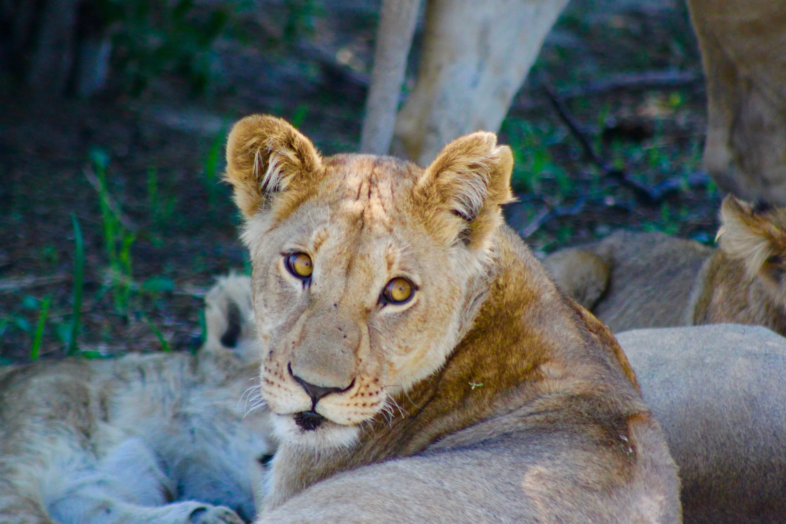 Lioness in Botswana_Michelle Arellano Martin.jpg