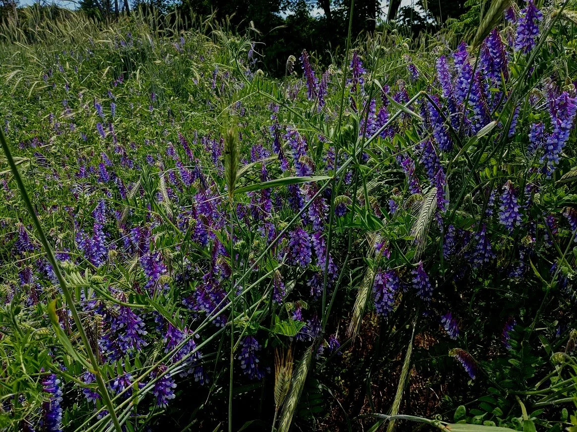 Vetch Rye Cover Crops | Choose What's Best For Your Farm — Valley Bio Ltd.