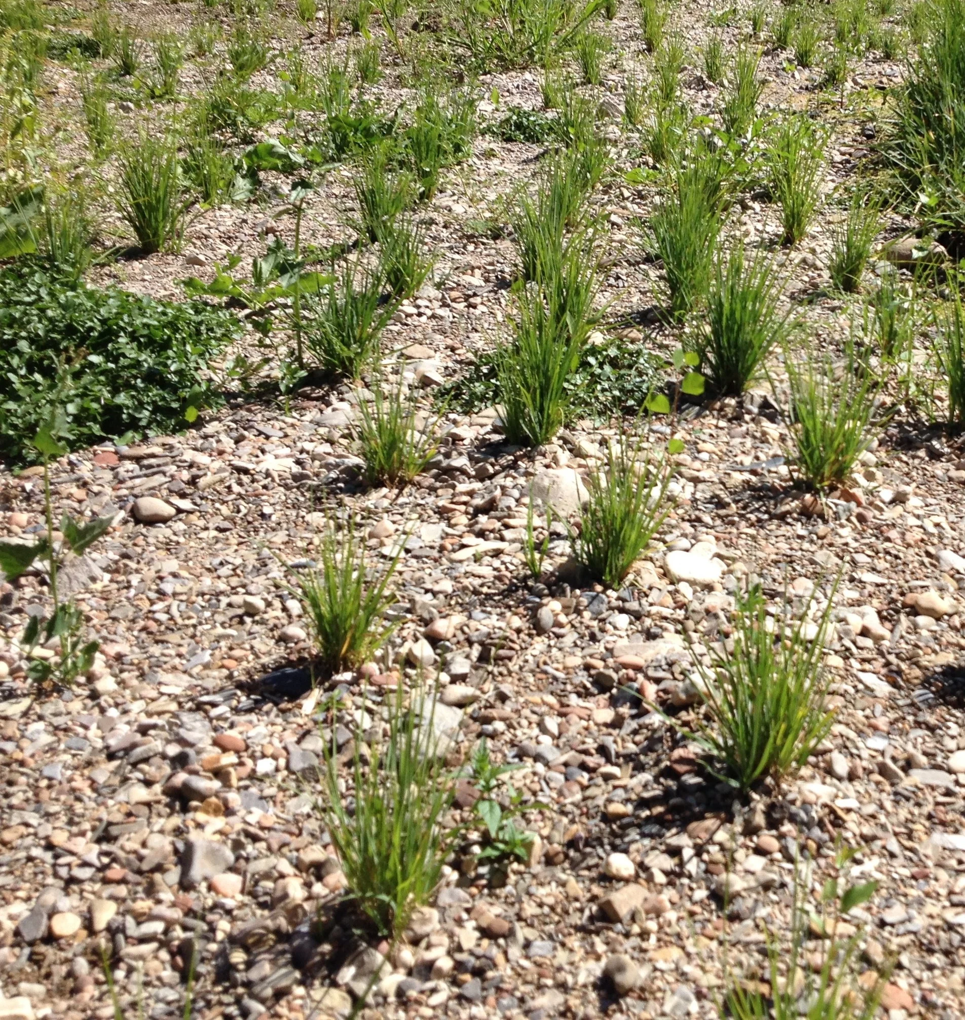 wetland plug projects