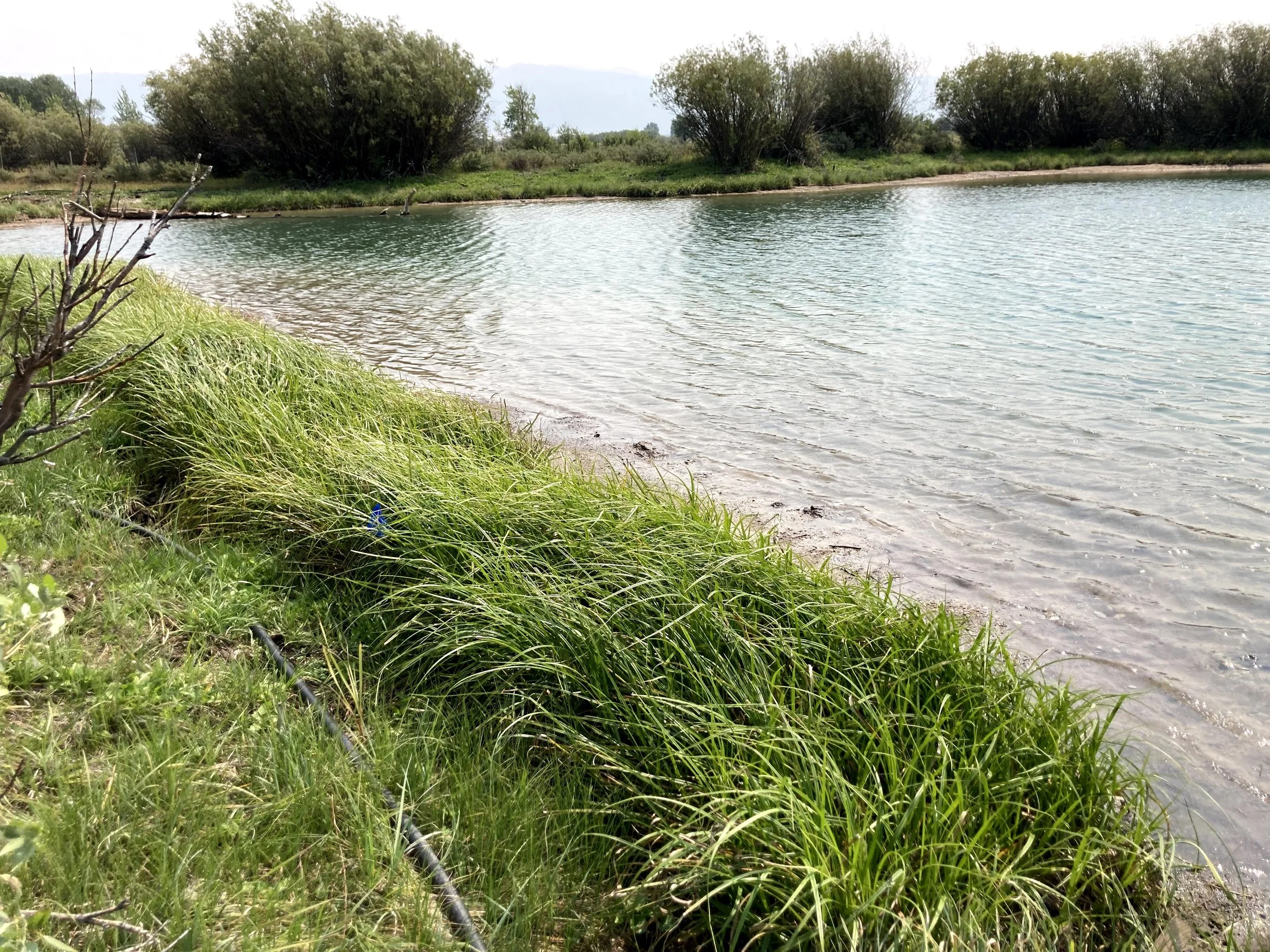 wetland restoration