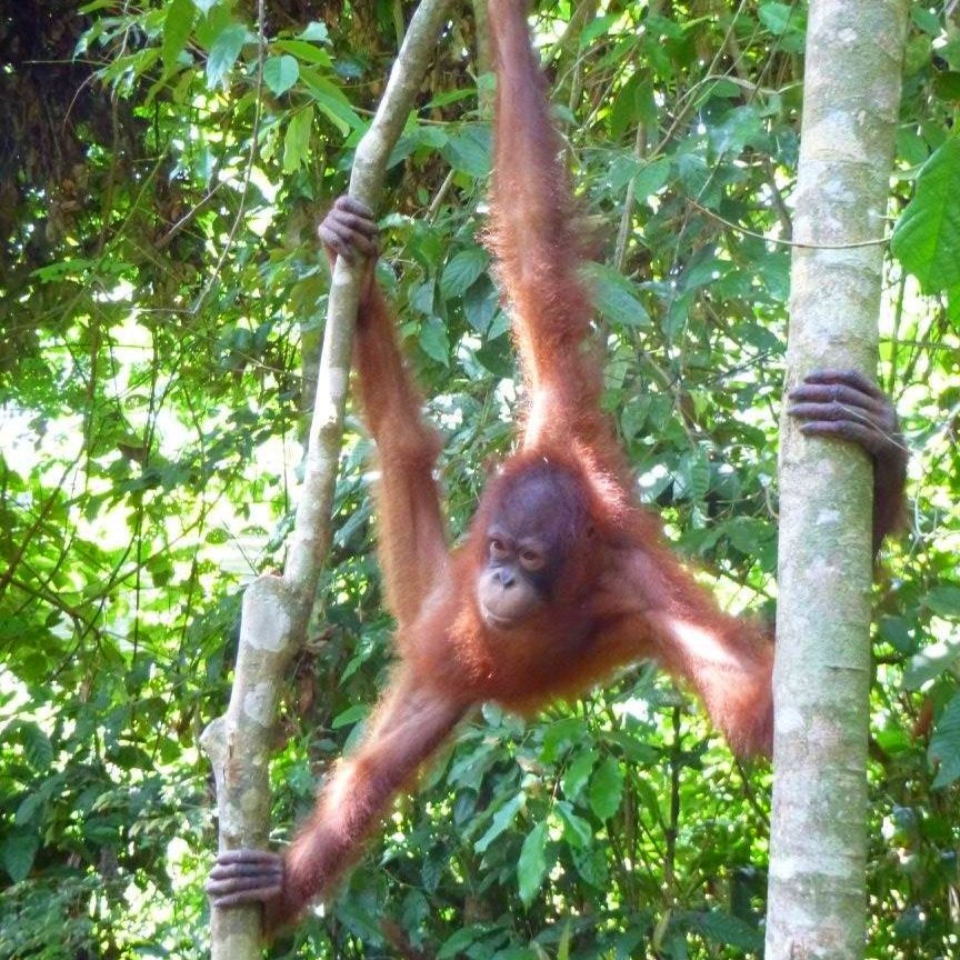 Borneo+%2820%29.jpg