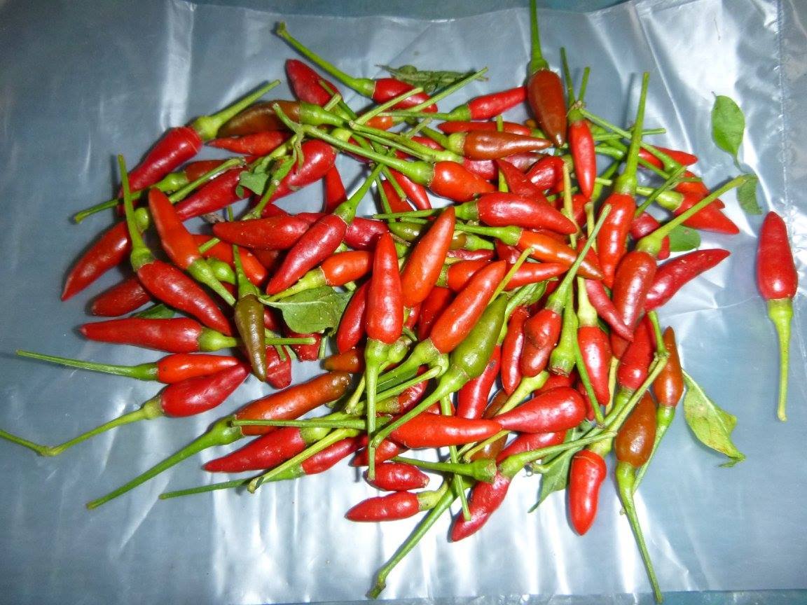 Borneo (18).jpg