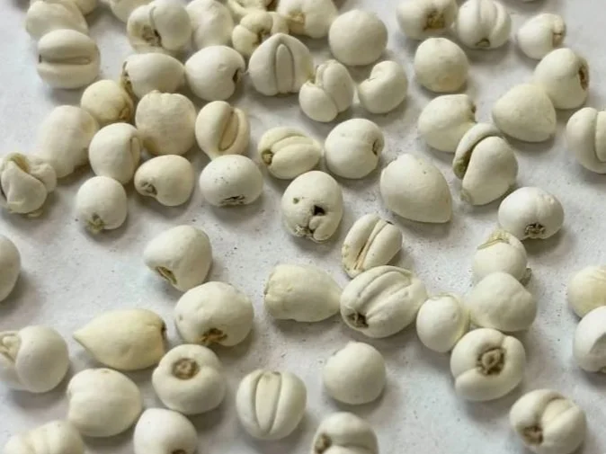 5 Herbs for a Phlegmy Cough