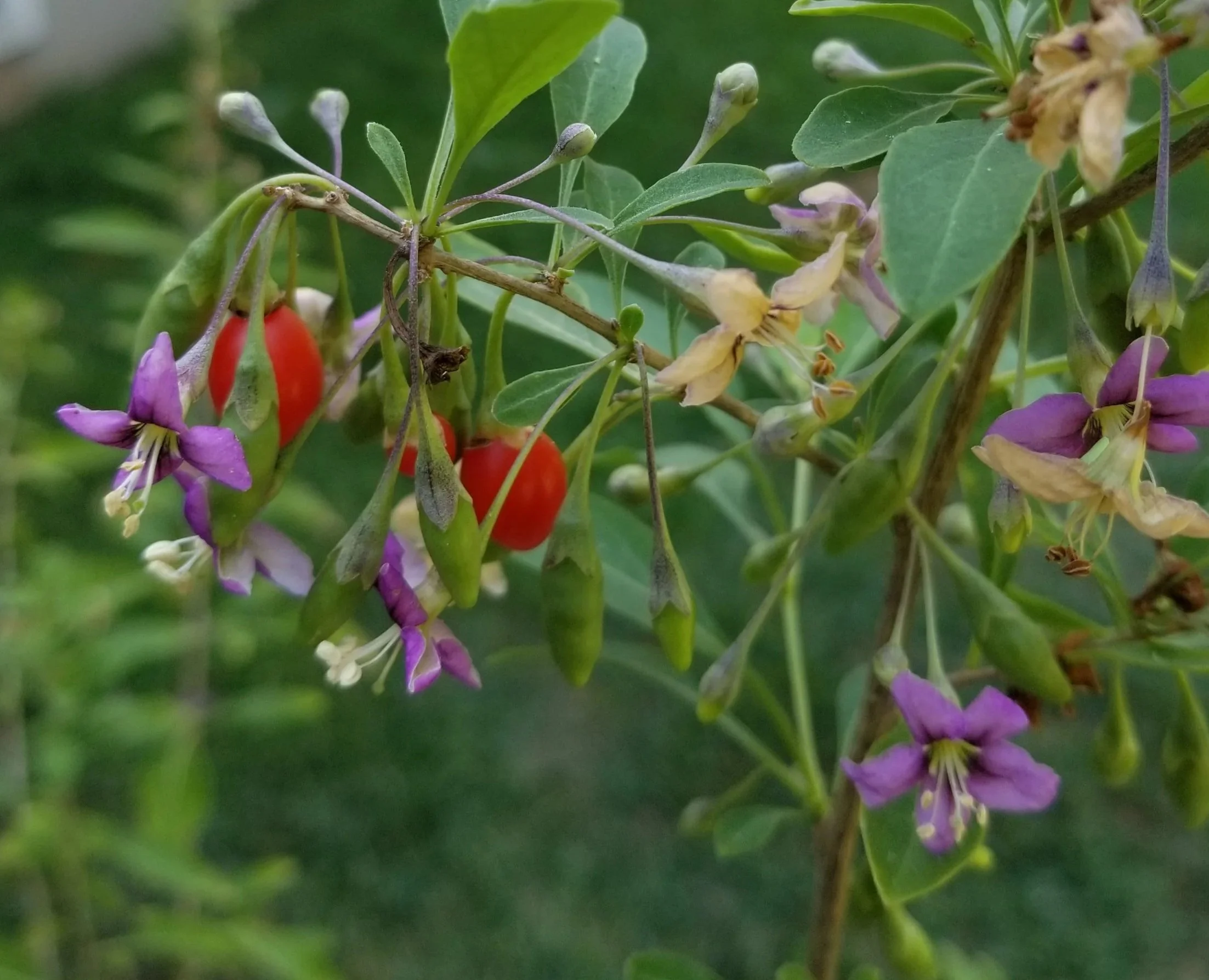 5 Benefits Of Goji Berries in Chinese Medicine