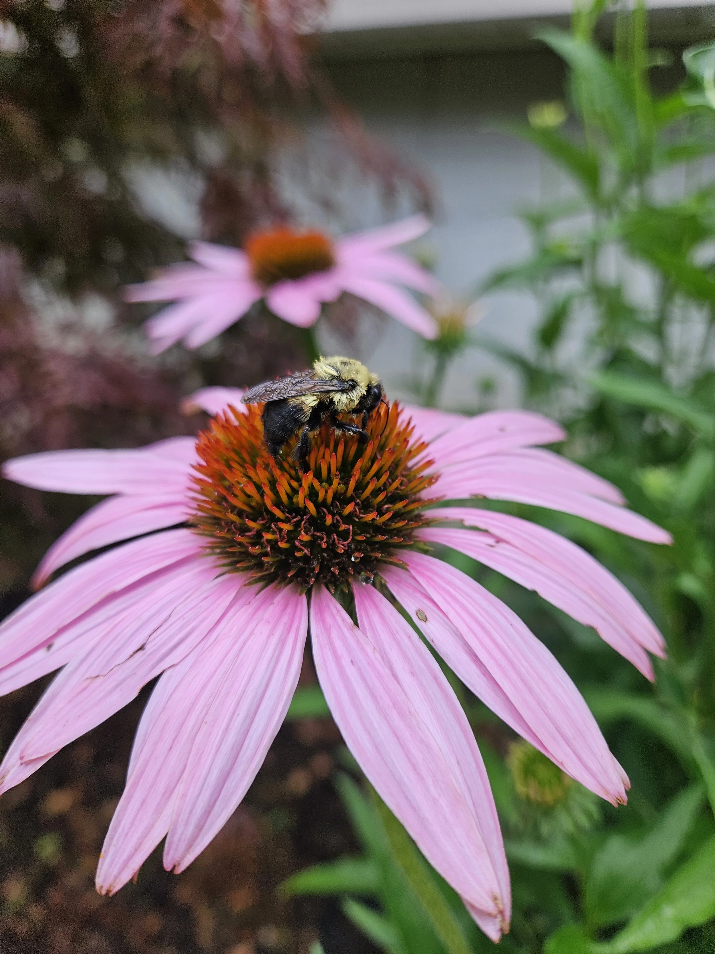 Echinacea, Eczema and Skin