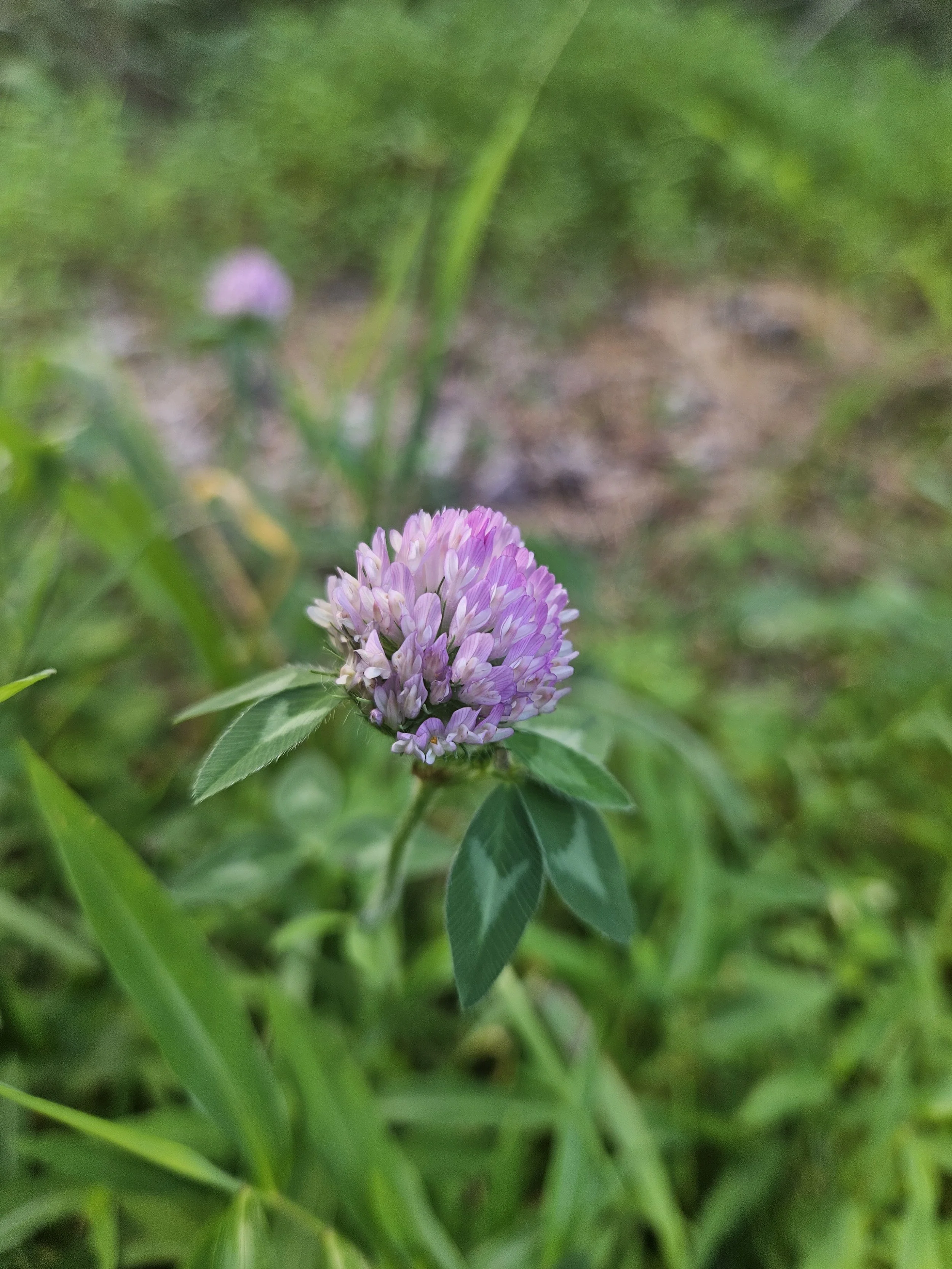 Red Clover Benefits