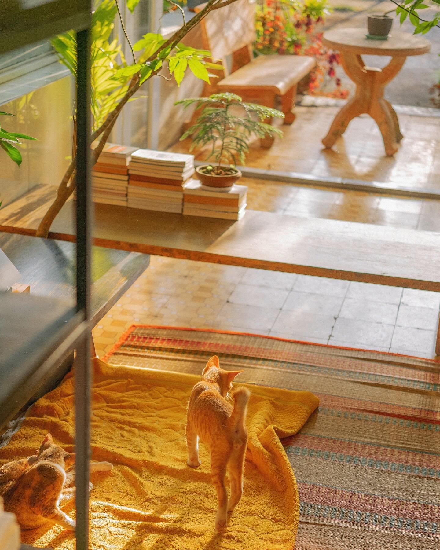 M&ugrave;a d&igrave;u dịu
gi&oacute; l&agrave;nh lạnh thổi sau nh&agrave;, từ ph&iacute;a vườn c&acirc;y
l&aacute; rụng s&acirc;n đầy
nắng lững thững, mưa &agrave;o qua m&acirc;y
qu&acirc;y tới qu&acirc;y lui tự nhi&ecirc;n thấy chiều rơi chiều xuống