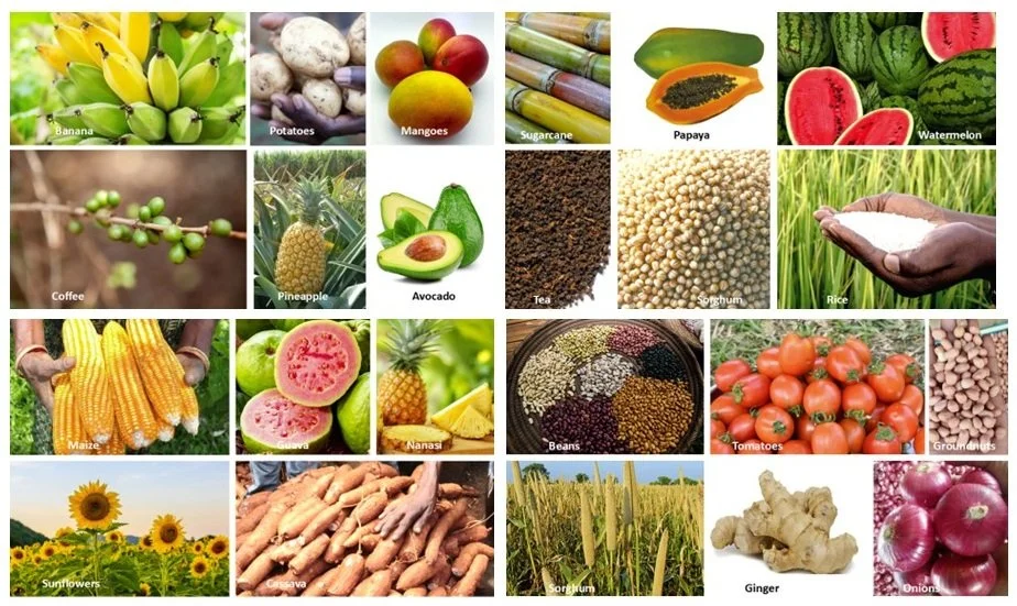 The Ticket to Prosperity is Food Processing: Part II