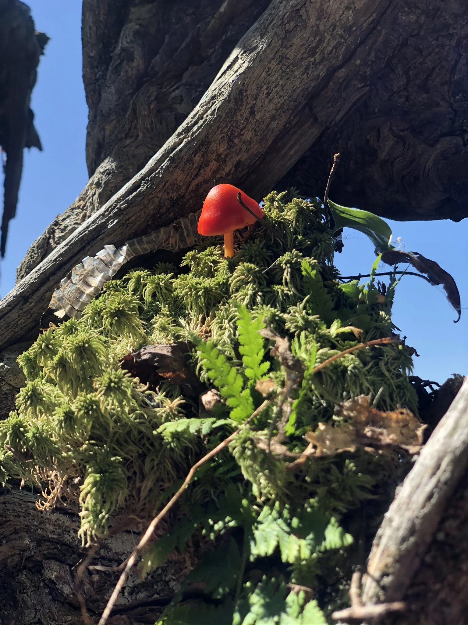 Understanding Trauma and Trauma-Informed Care