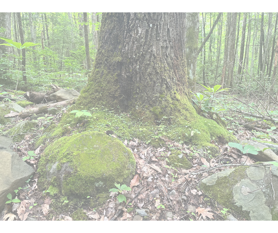 Building Resilience in Kids: How Everyday Moments Build Emotional Strength