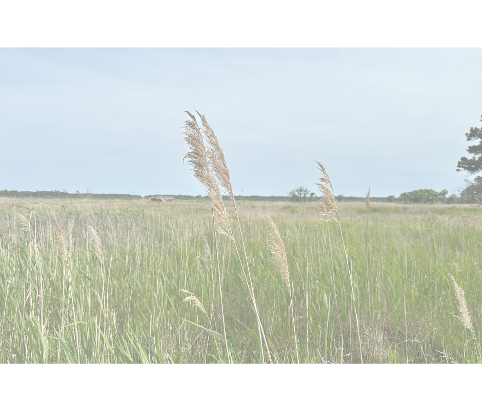 What Rest Actually Does for the Brain.