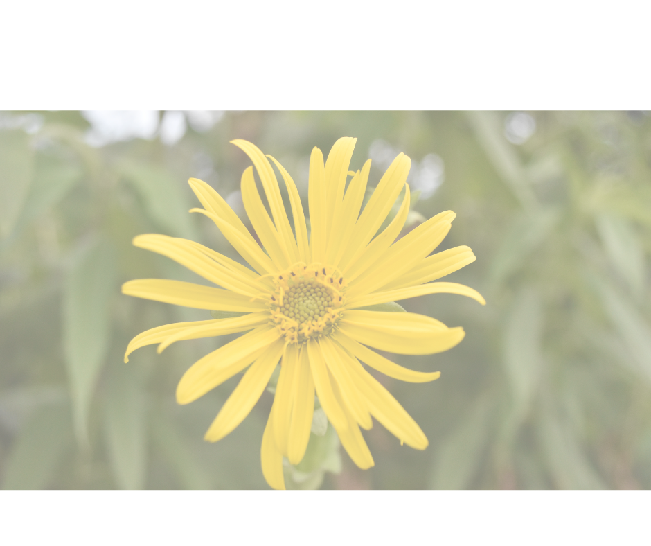 Spring Doesn’t Automatically Fix Everything: Understanding Seasonal Transitions and Mental Health