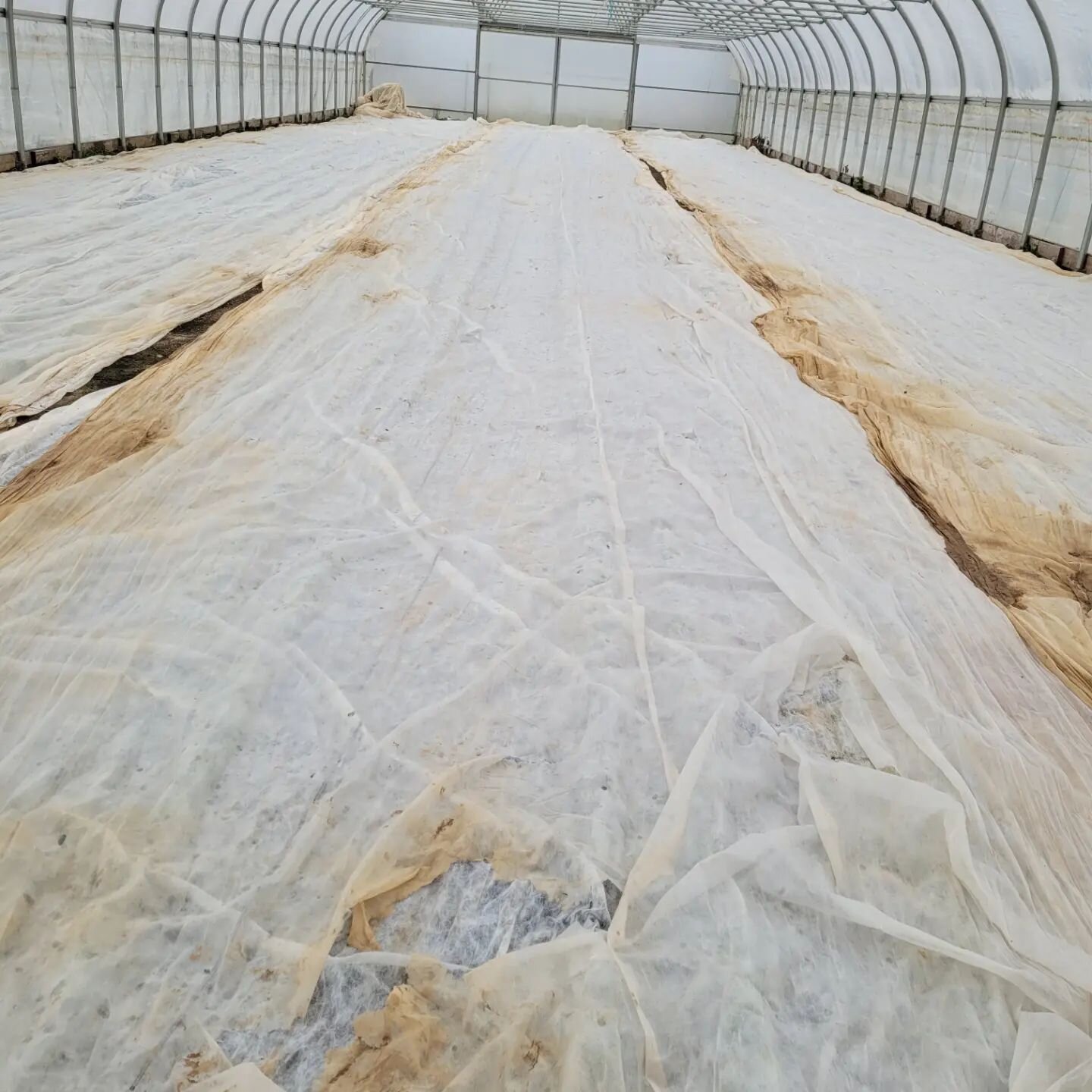Double row covers over the high tunnel veggies, ✔️ Animals all cozy in their winter quarters, ✔️ Hoses drained, ✔️

Like most farms, this week has been a flurry of preparation getting things covered and pens constructed before the cold front comes th