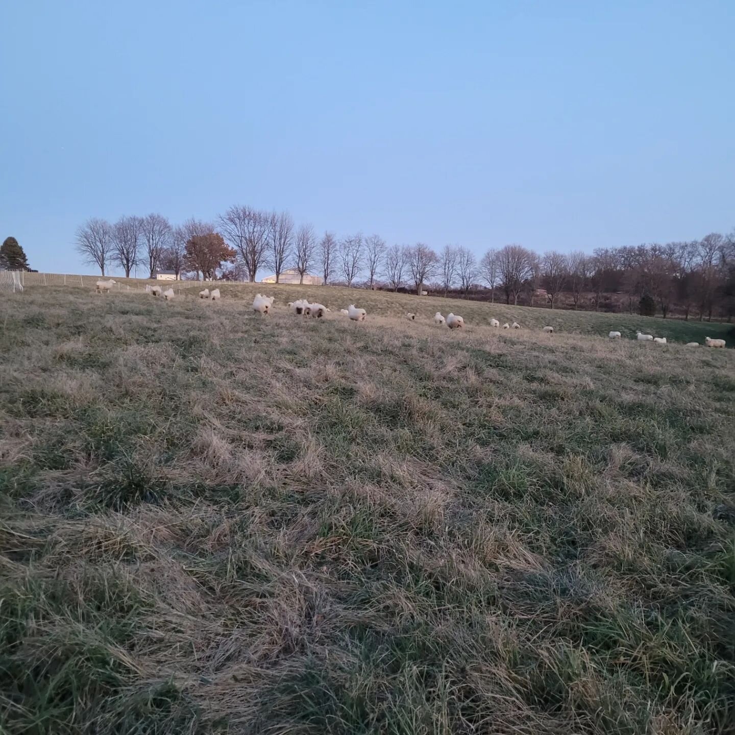 There is something so satisfying about December grazing. Maybe its that it feels like an unplanned bonus. Whatever it is, it is fun. I am  especially thankful to be able to graze off a neighbors hay field (fresh ground with no parasites from previous