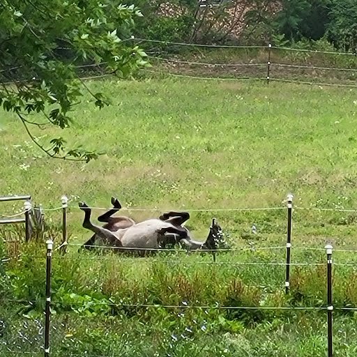 🌟 Exciting news from SGS! 🌟