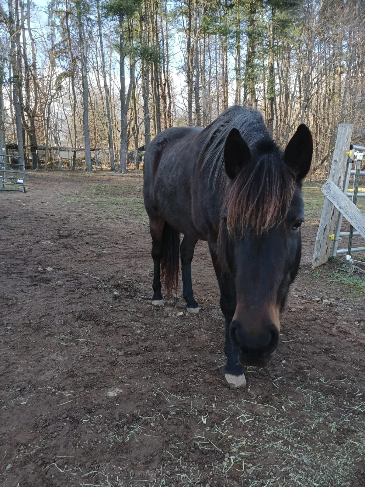 Mandy - Stable Grounds Sanctuary