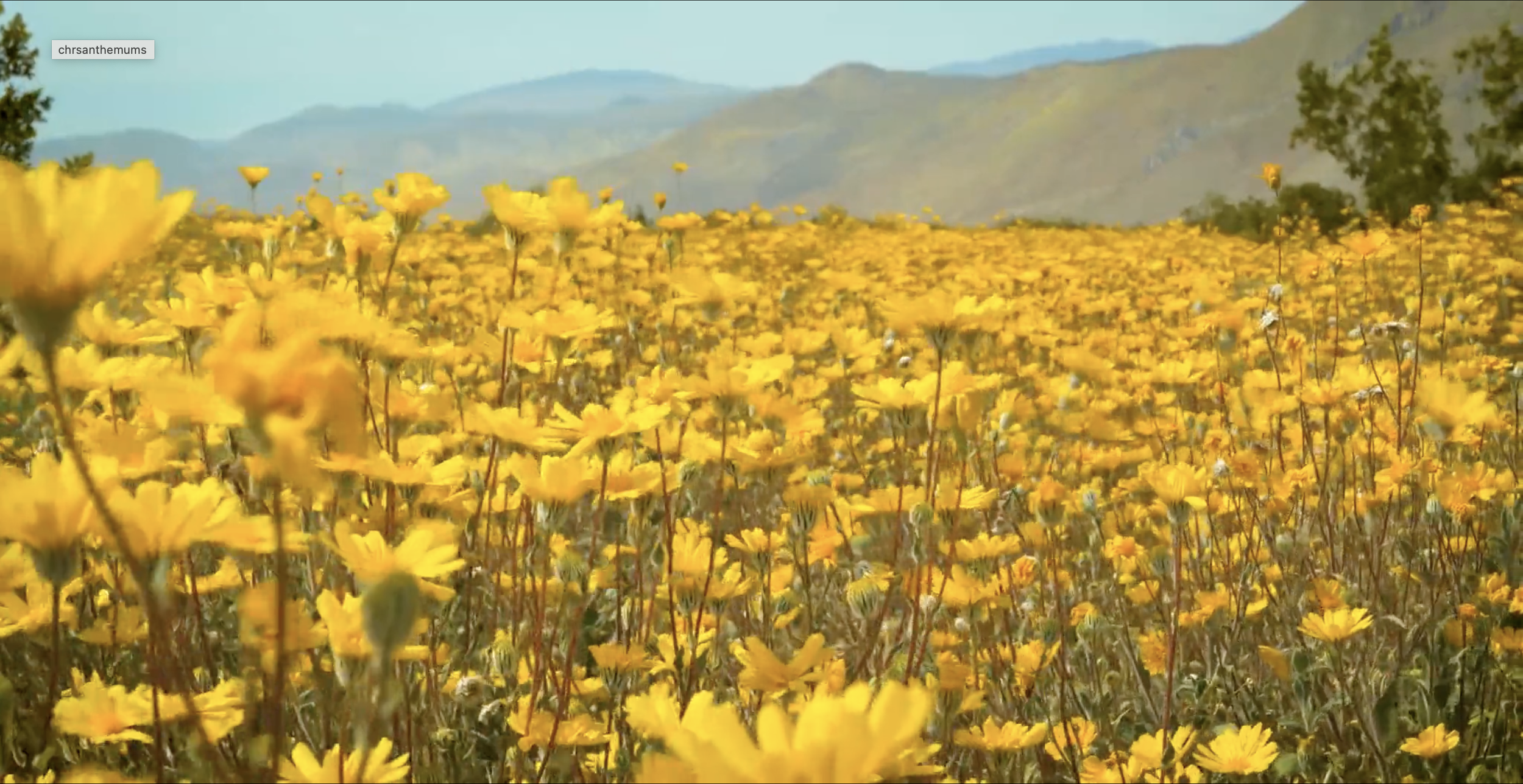 Field of Chrysanthemums