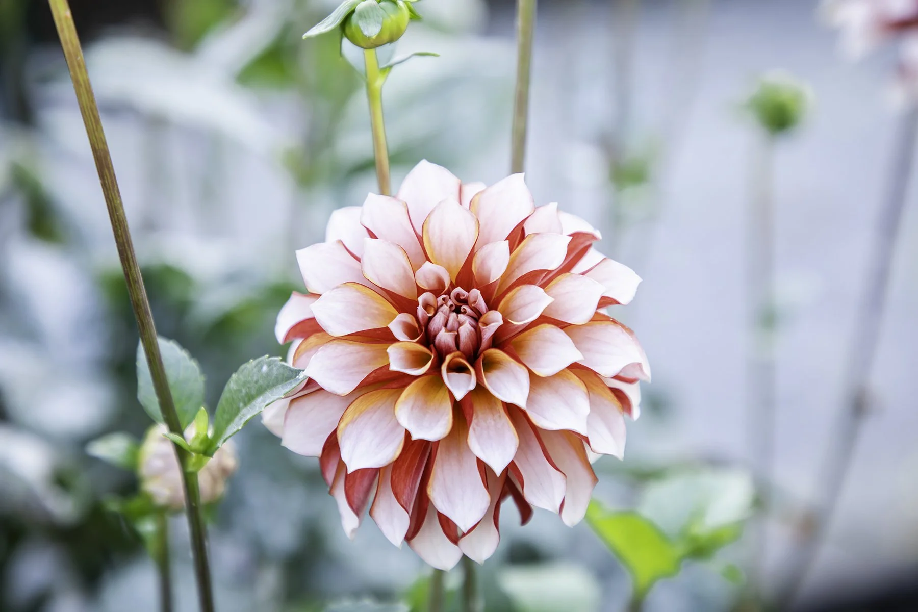 Blush Coral Dahlia in Bloom2 copy.jpg