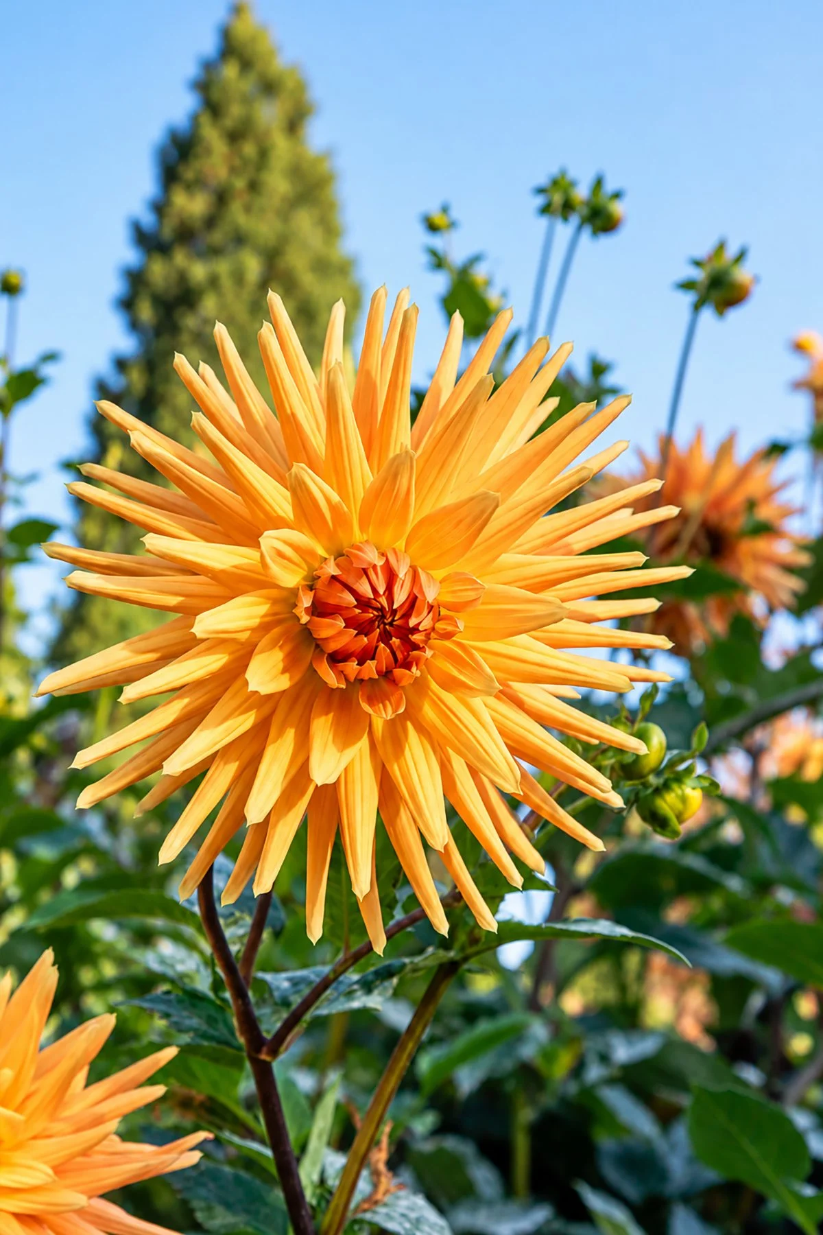 Golden Dahlia in a Sunny Garden copy.jpg