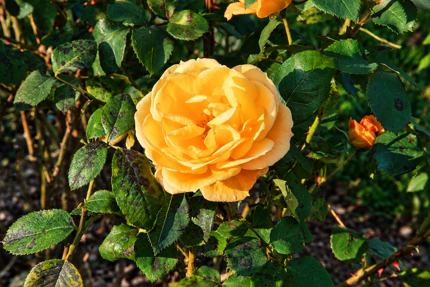 Golden Rose in a Lush Garden copy.jpg