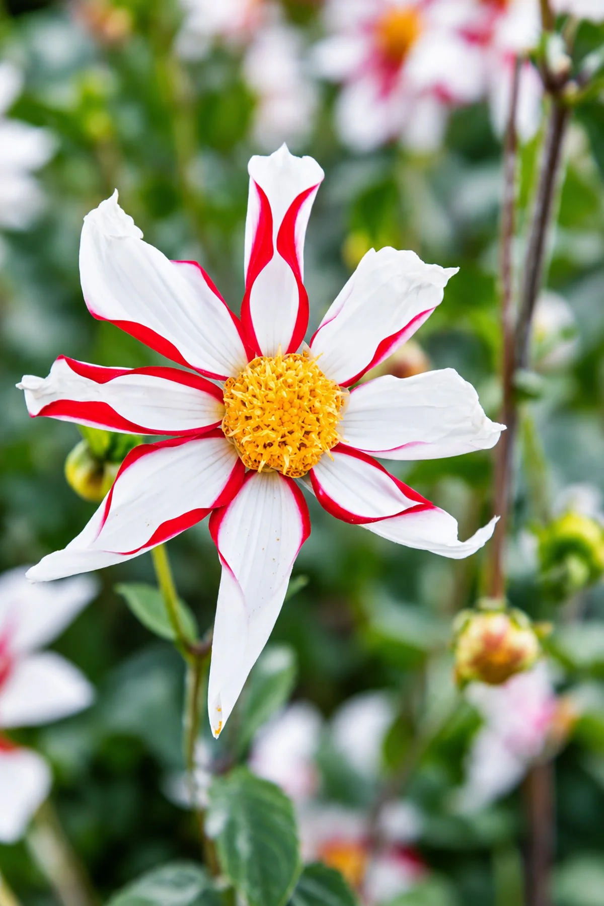 Striped White Dahlia in Bloom copy.jpg