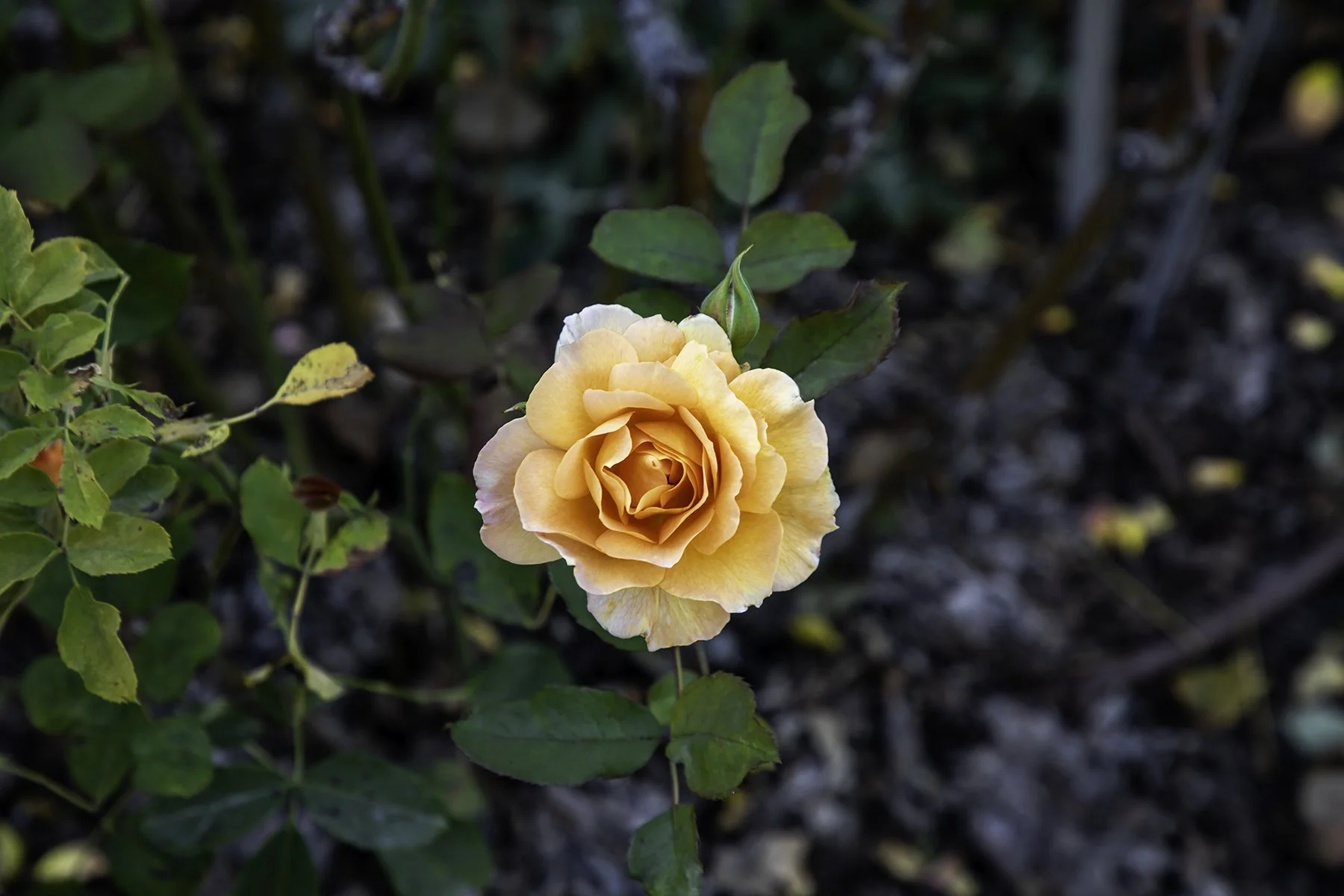 Rose.jpg