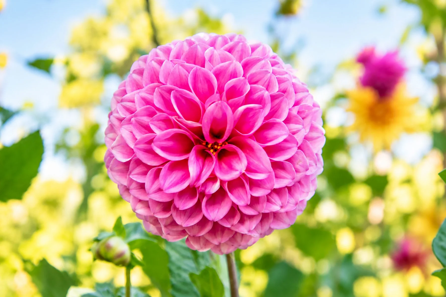 Sunlit Magenta Dahlia Pompon copy.jpg