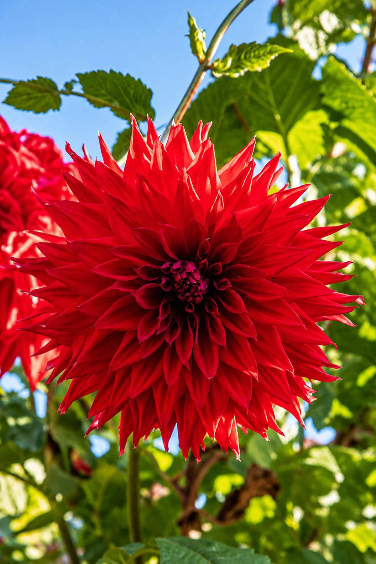 Vivid Red Dahlia Against Blue Sky copy.jpg