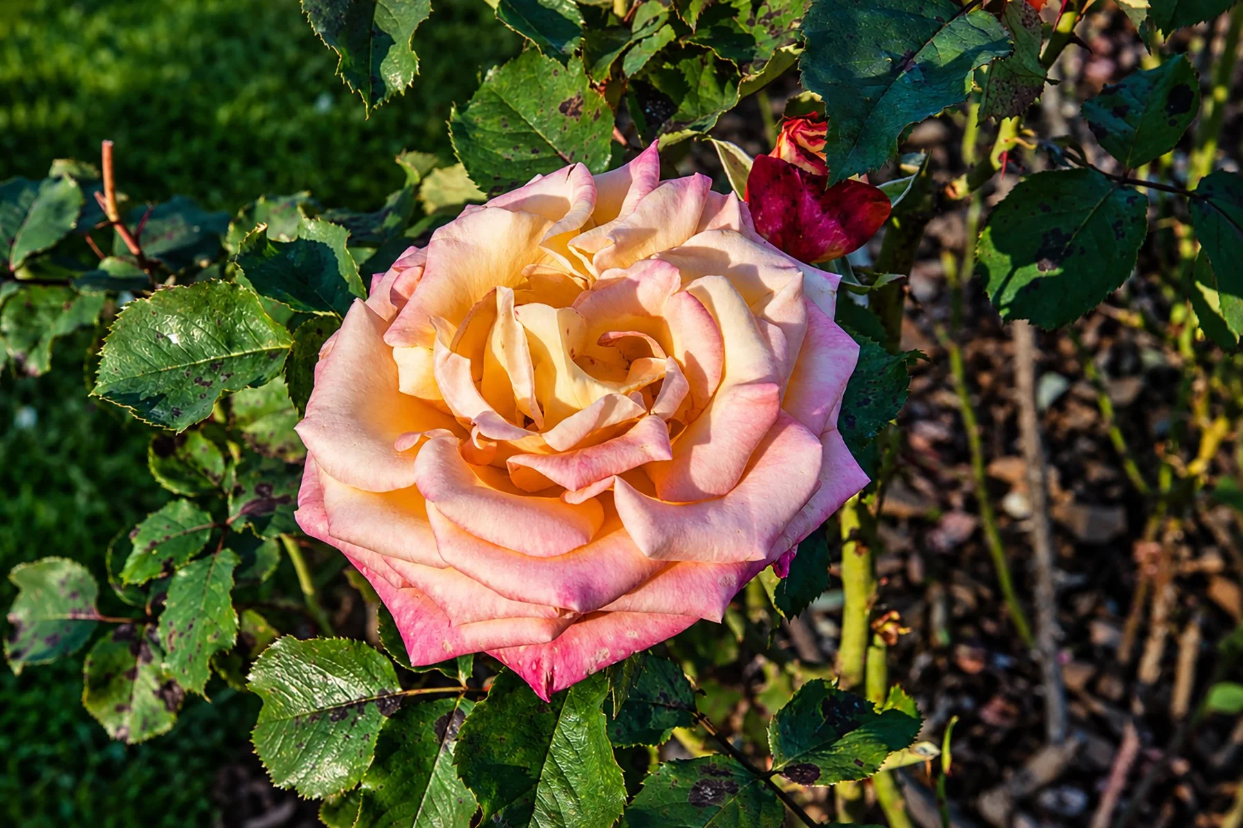 Sunlit Peach and Pink Garden Rose copy.jpg