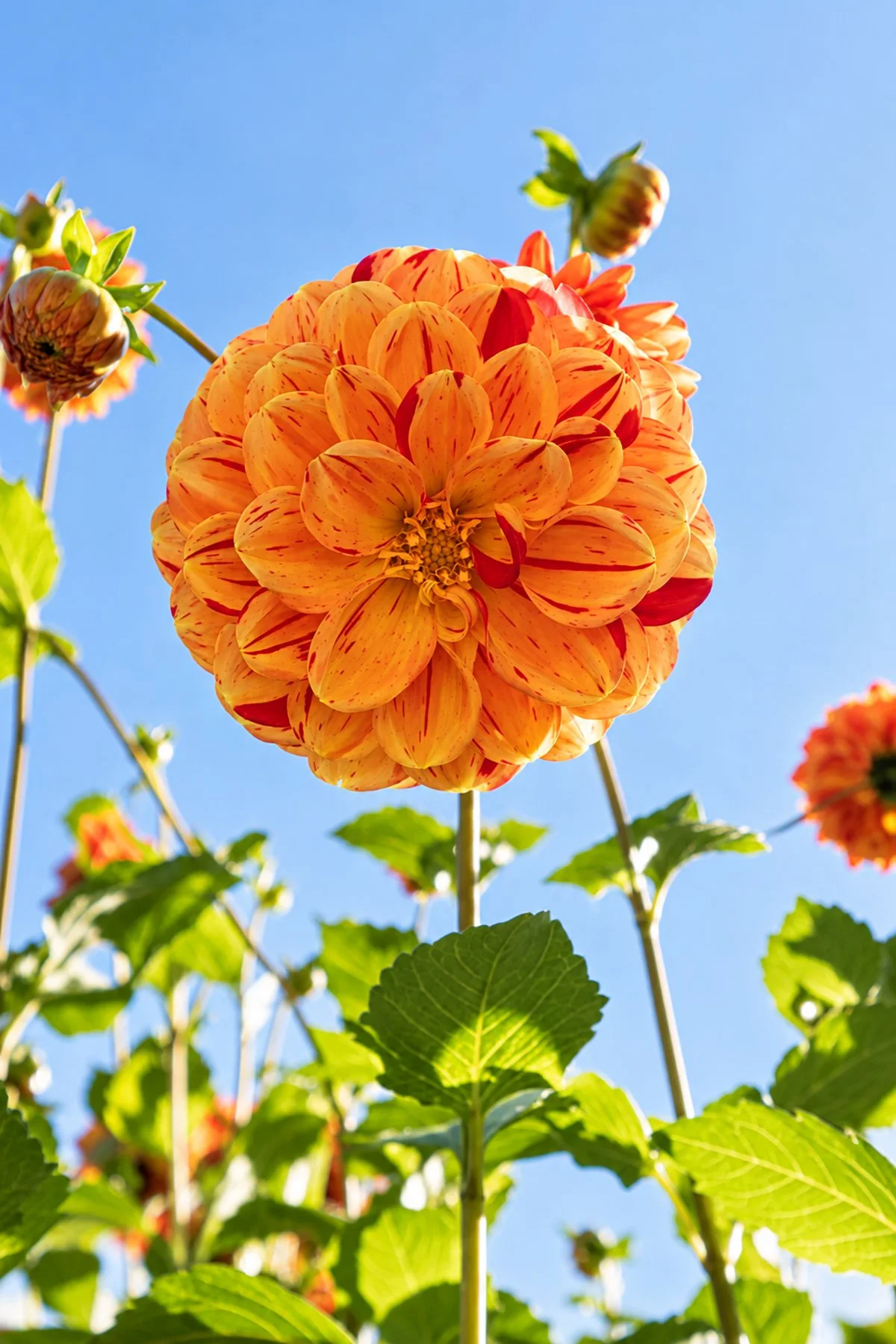 Fiery Dahlia Bloom Beneath Blue Skies copy.jpg