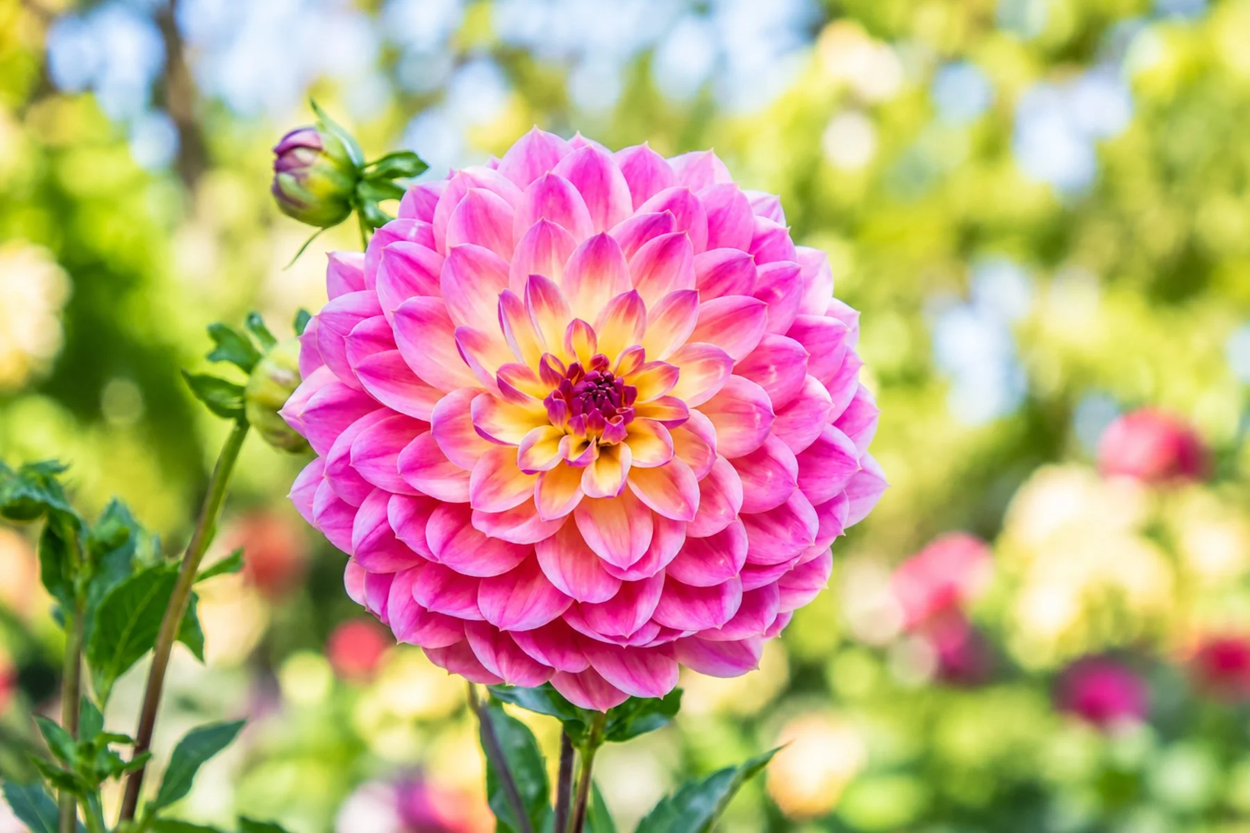 Pink and Yellow Dahlia in Bloom copy.jpg