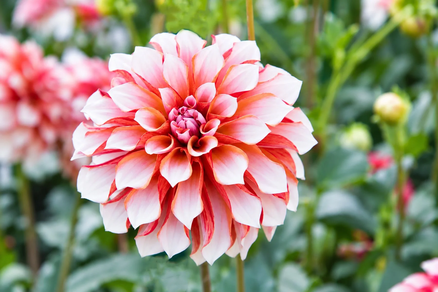 Blush Coral Dahlia in Bloom copy.jpg