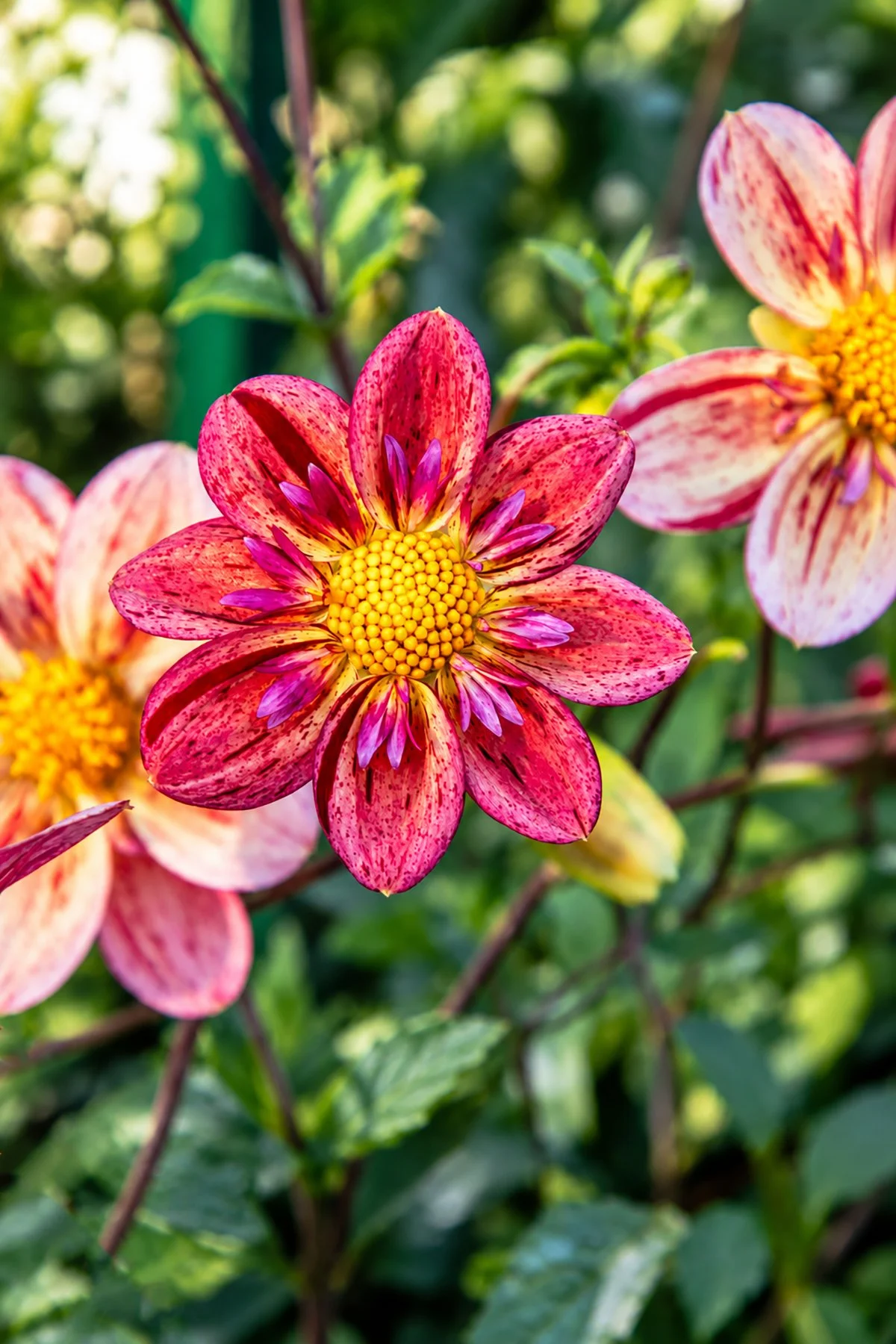 Speckled Magenta Dahlia in Bloom copy.jpg